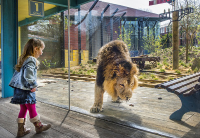 Land of Lions 04_16 022